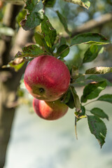 Rural organic growing of fruits in the family garden
