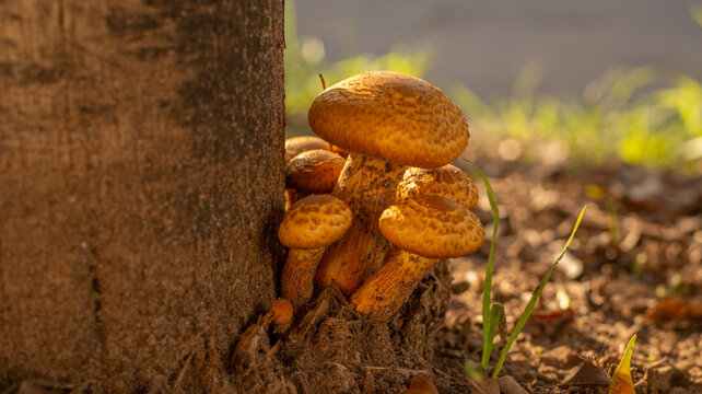 Hongos dorados