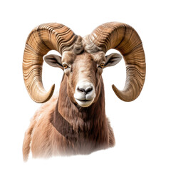  a Rocky Mountain Bighhorn Ram sheep portrait, stately, strong protector, Wildlife-themed, photorealistic illustrations in a PNG, cutout, and isolated. Generative AI