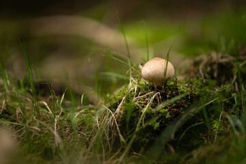 mushroom in the grass at autumn