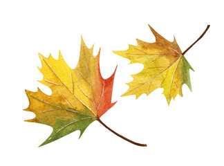 maple leaf isolated on white background. Watercolor isolated leaves on white background..
