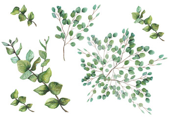 Watercolor Eucalyptus with Round Leaves on a Transparent Background, Isolated Eucalyptus Elements Set, Hand-painted Greenery and Leaves 