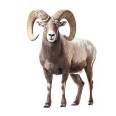 a Bighorn ram full body, 3/4 view in a wildlife-themed, illustration in a PNG, cutout, and isolated. generative ai