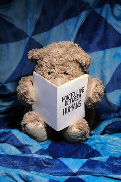 Charming Teddy Bear sits on a blue blanket reading "How to live between Humans" book. Evening reading time, cute education and socialising concept.