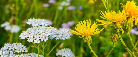 closeup wild flowers in green grass, beautiful natural plant background
