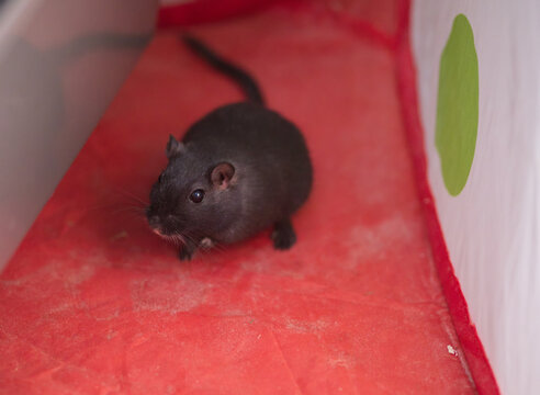 Cute black gerbil front view in red playpen on sand