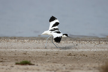 Adult pied avocet (Recurvirostra avosetta) in breeding plumage photographed in their natural habitat during the nesting period. Birds show amazing skills to keep predators away from the nest