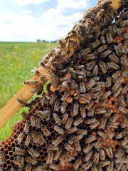 Weiselzelle Bienenwabe