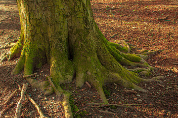 Fototapeta premium tree roots in the forest