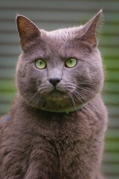 Felis catus aka British Shorthair domestic cat. Portrait focused on big colorful eyes.