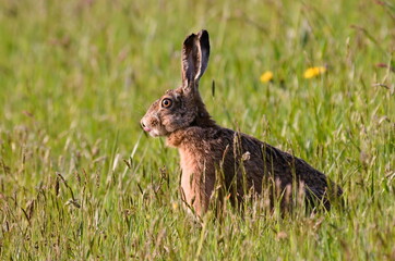 Bunny Lepus europaeus on the field. Very expanded hare in Czech republic. Many parasites on his neck and his ears. Sunny afternoon.