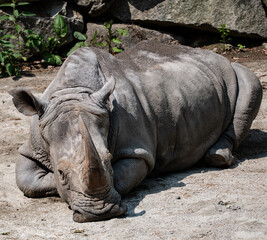 White Rhino laying down in sun.
