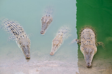 Crocodiles resting floating on the water surface