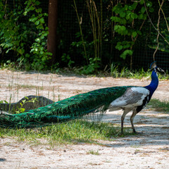 Colodrful peacock in green environment