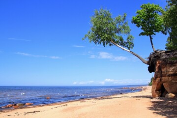 tree on the beach