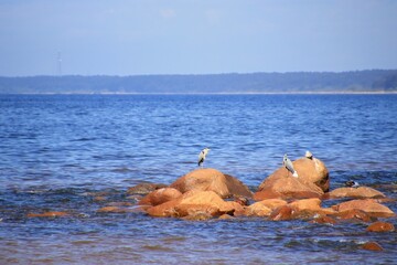 Fototapeta premium dog on the beach