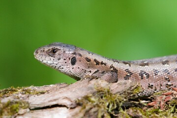 Lacerta agilis aka sand lizard female is resting just after feeding on sunny place near to Bečva river in springtime. Blured background. Most common reptile in Czech republic.