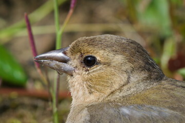 Portrait of the bird with many parasites (mites) around the eye. Close up photo of Fringilla...