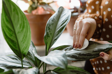 Obraz premium Woman hand wiping dust off green leaves of chinese evergreen (aglaonema). Woman cleaning indoor plants