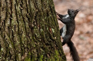 Sciurus vulgaris cute european squirrel (black form) is climbing on the tree in the forrest in Czech republic. Blurred background. Stretched tail.