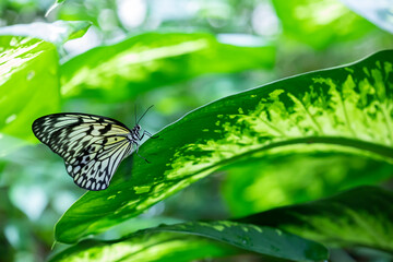 close-up view of butterflies on tropical plants