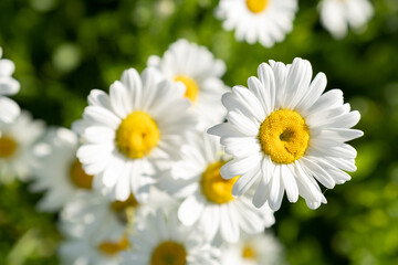 Fototapeta na wymiar White Daisies In The Green Grass With Sunny Sunshine. Top View