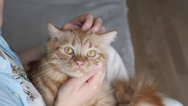 Ginger Cat Reveling in Owner's Touch. psychological benefits of pet ownership. reciprocated happiness pets can bring into people's lives. Overhead Shot