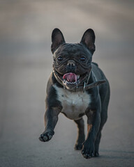 Portrait of a beautiful thoroughbred French bulldog on a walk.