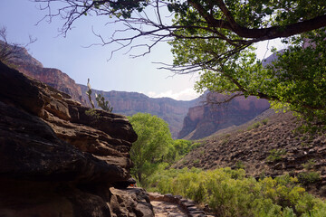 cactus and tree in Grand Canyon National Park panoramic cliff landscapes and rock formations