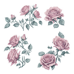 Set of Light Pink Rose Watercolor Flower Arrangement Illustrations
