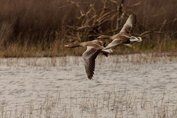 Greylag Goose (Anser anser). Birds in flight.