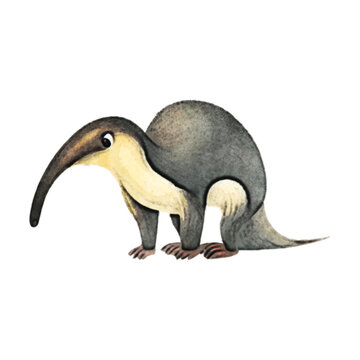 Ant Eater Watercolor Illustration