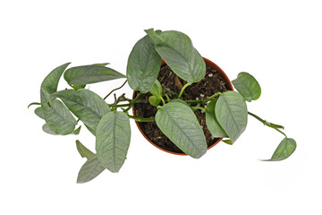 Top view of tropical 'Epipremnum Pinnatum Cebu Blue' houseplant with silver-blue leaves in flower...