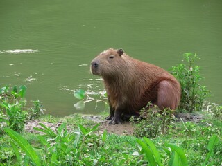 Capybara on the riverside