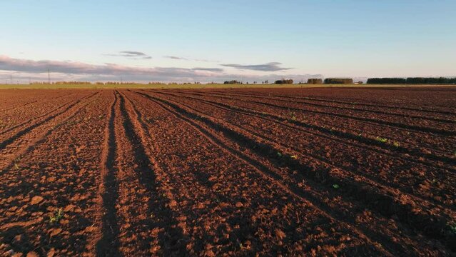 Agricultural field in summer. Aerial view	
