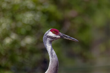 The sandhill crane(Antigone canadensis) . Native American bird a species of large crane of North America 