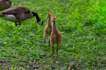 The Sandhill crane (Antigone canadensis), several day young ones in the meadow.