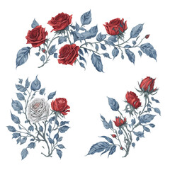 Set of Red and White Rose Flower Arrangement Watercolor Illustration