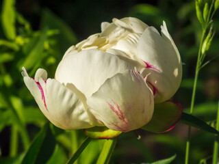 Close-up photo of a white peony flower