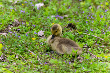 Canada goose (Branta canadensis) gosling on a meadow.