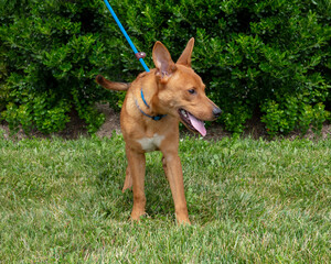 Happy young mixed breed shepherd rescue dog on a leash in the park