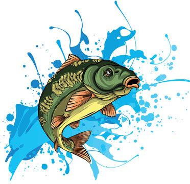 Carp Fish Vector Illustration.Common Carp Illustration. Isolated on white background.