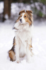 Adorable sable and white Sheltie dog posing outdoors sitting on a snow in winter