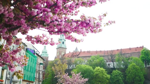 Wawel castle tower with sakura in the foreground. High quality FullHD footage