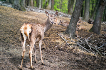 Detail of a female deer in the forest