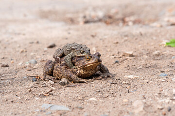 pair of common toads in amplexus on the sandy shore of a pond