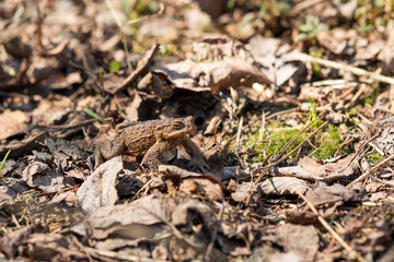 common toad after hibernation among dry foliage