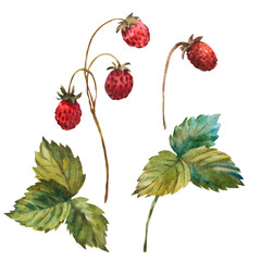 Set of wild Strawberries watercolor. Hand-drawn watercolour illustration. Fresh red berries. Green leaves, brunch. Isolated on white background.
