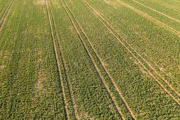 Drone photography of agricultural field and tractor tire tracks
