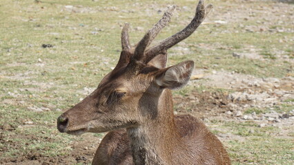red deer, cervus elaphus, deer with new growing antlers facing camera in summer nature. Herbivore alert from side view with copy space. A wild animal 